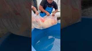 Download lagu MASSIVE KOI 😱 #japanesekoi #koi #fish #koifish #japan mp3