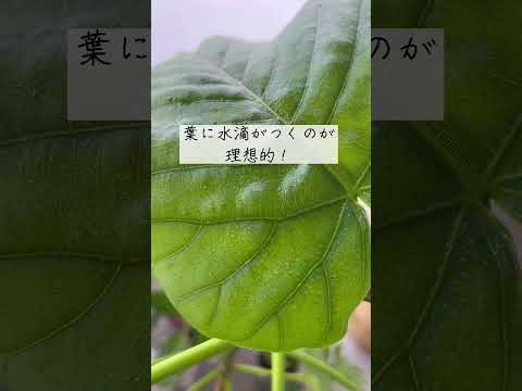 休暇中に植物に水をやるにはどうすればよいですか? 3 つの簡単な解決策 + 1 つの珍しいヒント!  庭園