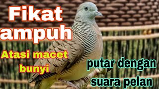 Download lagu Perkutut lokal gacor suara pikat ampuh atasi utut yang macet coba putar dengan suara pelan mp3