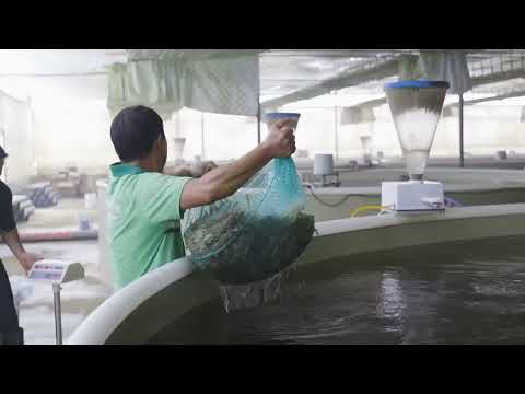 Cultivo de camarão vannamei em áreas montanhosas, cidade de Kunming, província de Yunnan