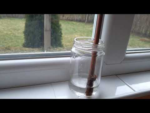 How to produce millions of vines - Grape Seedlings Production