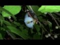 Honduran white bat eating fig