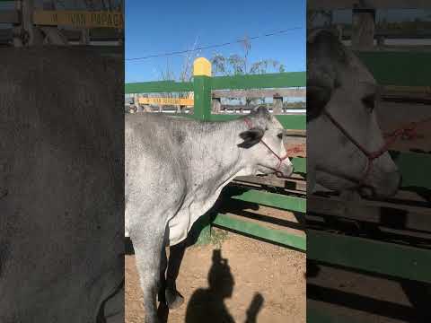 #pernambuco #gado #pecuarista #youtubeshorts #fazenda #agro #venturosa #brasil #vaca #nordeste #boi