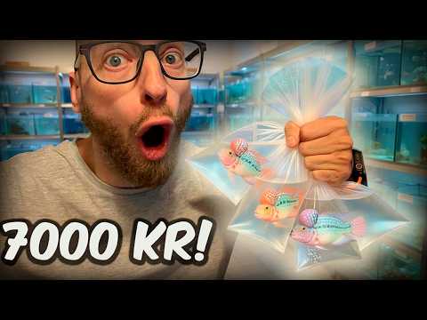 Jeg tabte sutten og købte for meget  (Vlog #46)