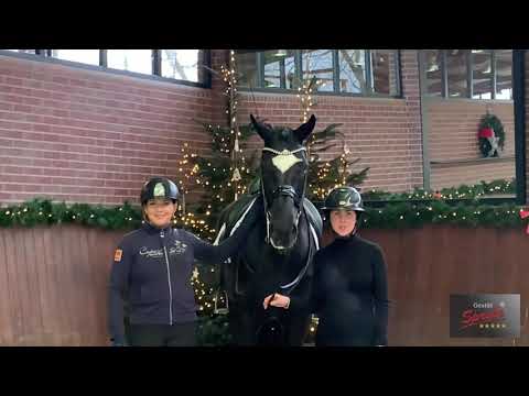 De Niro Gold & Hickstead White Neujahrsgruß