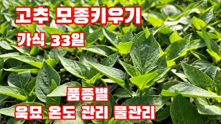 고추 모종키우기 가식33일 품종별 괴산청결고추 칼탄에이스 트리플엑스 세븐스타 칼라킹 올복합 [고추재배방법]