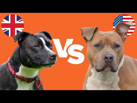 Staffy Bull Terrier vs. Amstaff: 6 WICHTIGE UNTERSCHIEDE