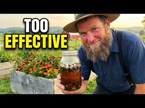 The Amish Secret Pest Trap That's Too Effective to Be Legal