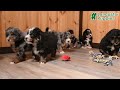 Bernedoodle dogs for sale: Conner - Video 1