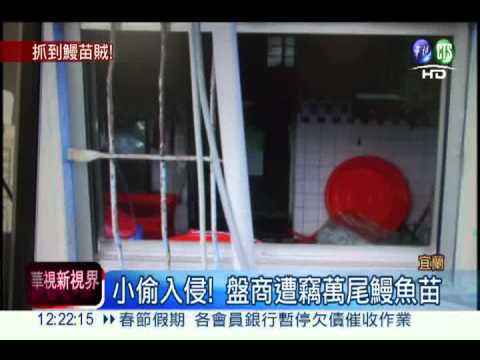 小偷連夜偷萬尾 鰻魚商損失慘重