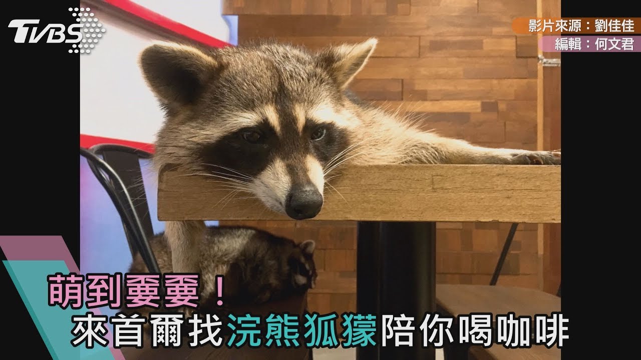 韓妞歐巴都醬玩/超療癒!浣熊狐獴陪你喝咖啡