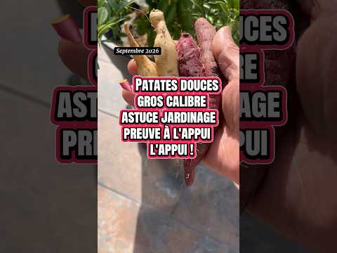 Transform 2 Small Pieces into Massive Sweet Potatoes!