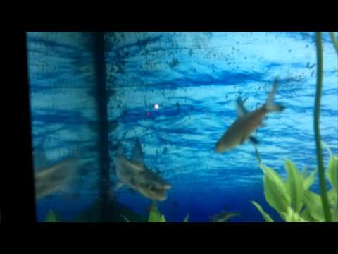 download lagu mp3 mp4 Emperor Shark, download lagu Emperor Shark gratis, unduh video klip Emperor Shark