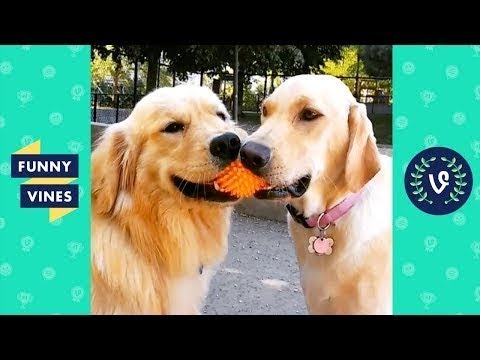 TRY NOT TO LAUGH - Funny Pets & Animals | Funny Videos November 2018