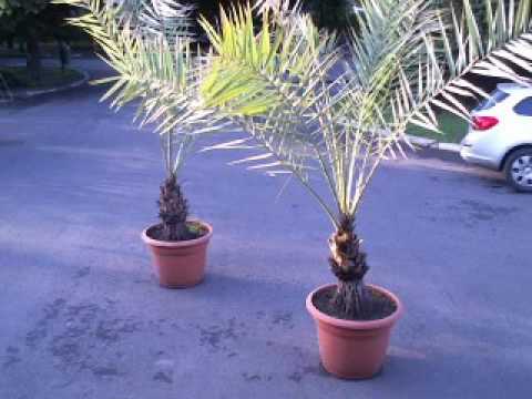 Ciprian Gabriel Live Stream