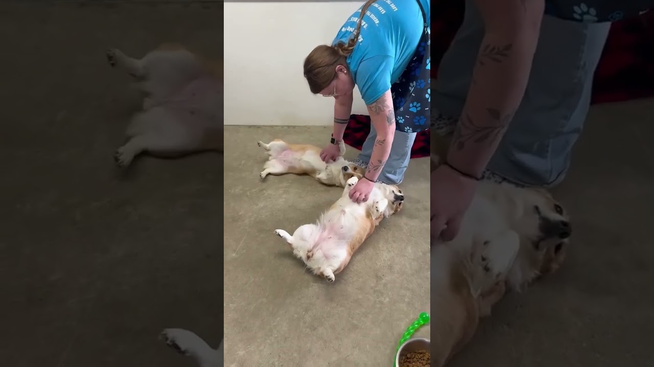 Enlarge Roxy, a Adoptable Corgi in Archbold , OH video 4/4