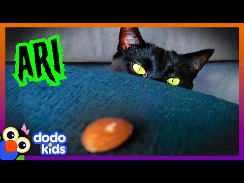 Sweet Spooky Kitty Has The Strangest Best Friend | Happy Halloween | Dodo Kids