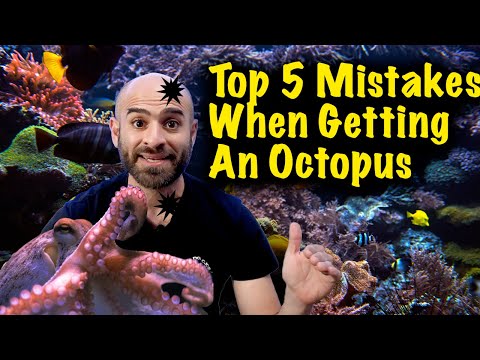 Top 5 Mistakes People Make When Buying an Octopus