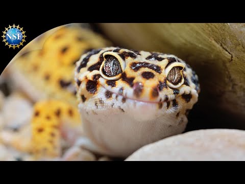 Lizard evolution | Science Nation