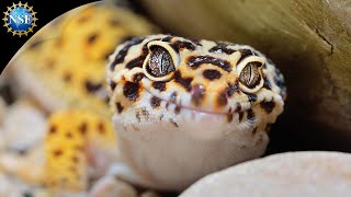 Lizard species diverging to survive - Science Nation