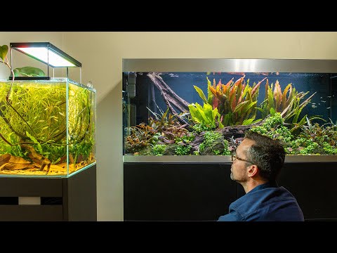 BIOTOPE VS NATURE AQUARIUM AQUASCAPES