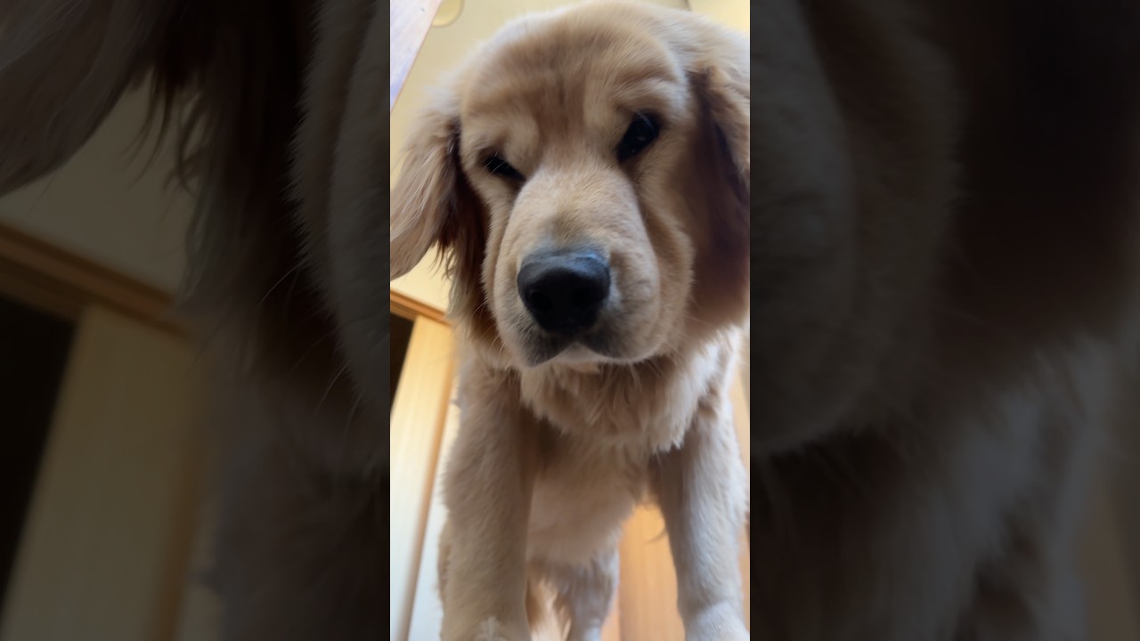 ゴールデンレトリバー起きてきた！