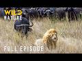 Wild Serengeti Predator S Deadly Playground Full Episode Nature Animal Documentary