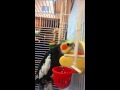 Cockatiel Sings Hullabaloo