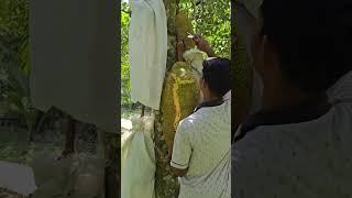 Download lagu Pecah luurr #nangka #jackfruit #nangkaviral mp3 Download lagu Pecah luurr #nangka #jackfruit #nangkaviral mp3