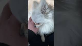 ポメラニアンくるみ　その8