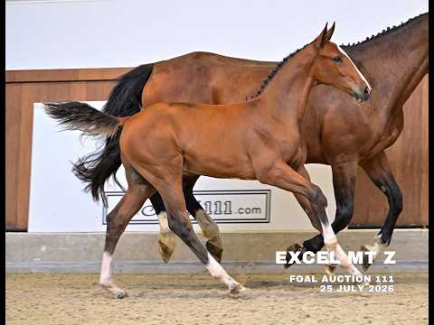 DANNY BOY 111 - Team GOLD ECh YR Hagen 2026