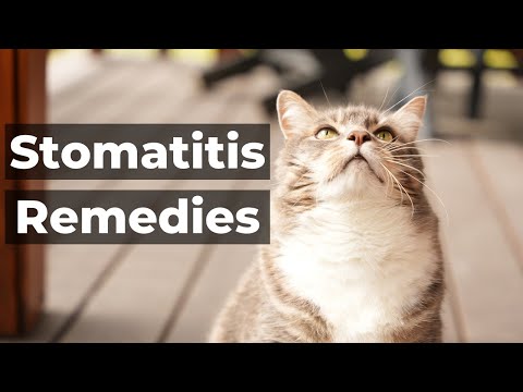 Cat Dental Disease: Feline Stomatitis Remedies - YouTube