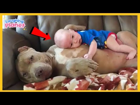 🥰❤️When Your Dog Is The Most Caring Big Brother🐕The best dog and baby ever