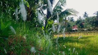 Swaying White Grassland Flowers Blown By The Wind In The Rice Field Agricultural Land