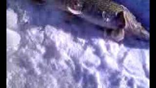 preview picture of video 'Ice Fishing Northern pike.  2lb test. Croton dam. (video)'