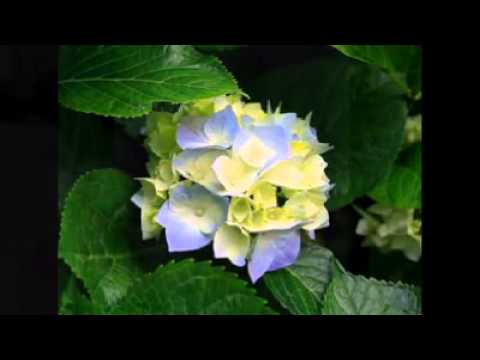 wen wennata hitha keewoth