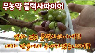 무농약 블랙사파이어 재배!!! 많은 농가들이 실패한 포도!!! 올해는 제가 열과? 그거한번 성…