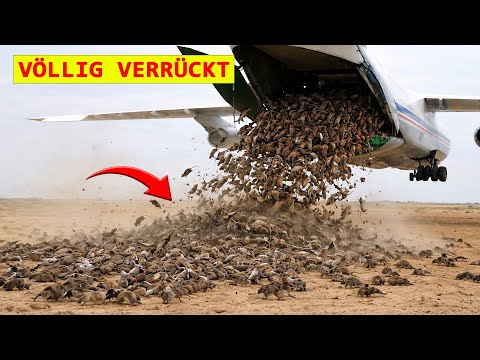 Die USA Setzte Tausende Mäuse Auf Der Insel Guam Aus — Und Das Ende War Unerwartet.