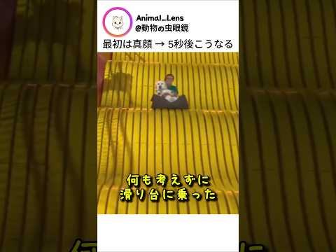 最初は真顔 → 5秒後こうなる