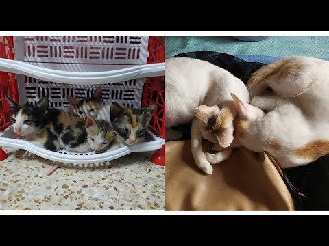 My Beautiful Cats || Vlog video|| Shimu's World।।