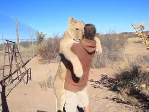 A Lion sees his friend after a long time, ran and hug him