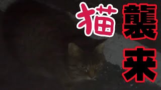 メバリングしてたら猫が来た！