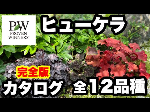 園芸 グレーポプラ、ダッチホワイト、ピカルディポプラ