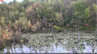 Video 2014 09 16 073600 GBH FLIES FROM NEST TREE SHORT CHASE BOTH GBH LAND ON FAR SIDE OF POND
