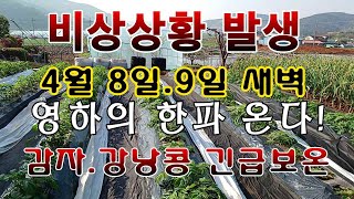 [텃밭농부.985]  긴급 상황 발생. 기습한파 온다. 감자 강낭콩 보호하세요!
