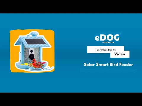 Get Started with the Solar Smart Bird Feeder | eDog Australia