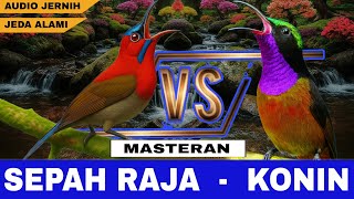 Download lagu MASTERAN KONIN GACOR FULL ISIAN VS SEPAH RAJA - MASTERAN KOMBINASI KONIN & SEPAH RAJA SUARA JERNIH mp3 Download lagu MASTERAN KONIN GACOR FULL ISIAN VS SEPAH RAJA - MASTERAN KOMBINASI KONIN & SEPAH RAJA SUARA JERNIH mp3