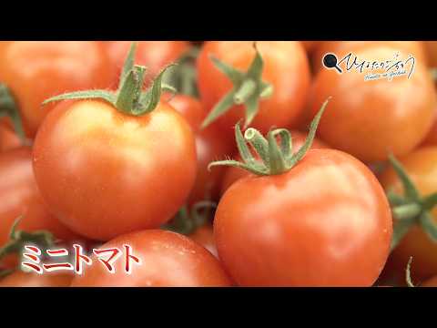 2026年5月1日(金)放送 ミニトマト生産者の声