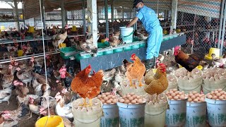 Download lagu Video Lengkap: Panen Telur di Peternakan Ayam - Kehidupan Pertanian dan Pedesaan mp3