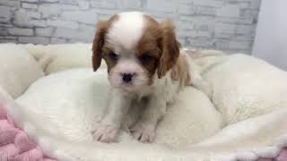 キャバリアの動画01